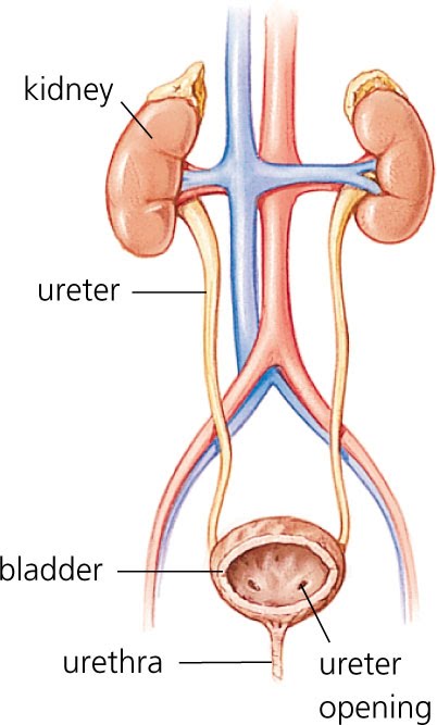 kidney disease treatment